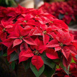 Poinsetia Plant Pack Of 1