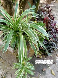 Chlorophytum Comosum - Variegated Spider Plant