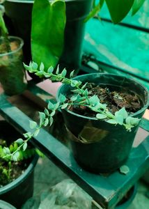 Dischidia Ruscifolia Variegated For Sale