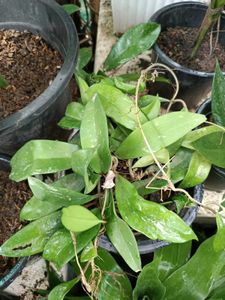 Hoya Plant