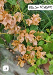 Yellow Tanlong Kagoji Bagunvalia Original Plant