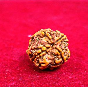 Mukhi Rudraksha Orginal