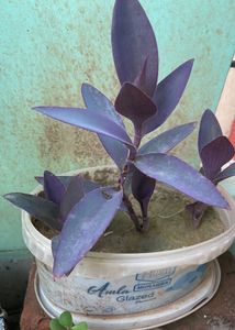 Set Of 5 Live Plants