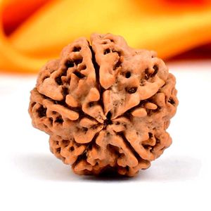 5 Mukhi Rudraksha From Nepal