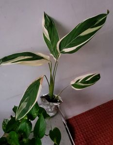 Set 2 Evergreen Money &amp; NeverNever Plants &amp; pot