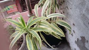Dracena Reflexa Or Song Of India