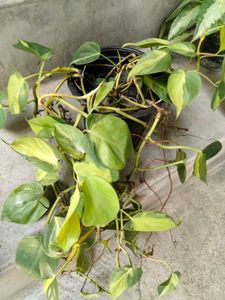 pothos varities combo offer