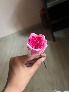 Pink Rose