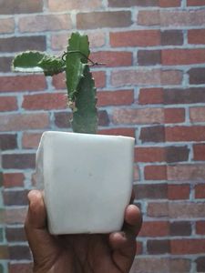 Dragon Fruit Plant Without Pot
