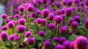 Gomphrena plant seeds