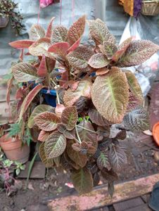 Hanging Plant