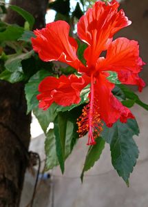 Hibiscus Dried Flower