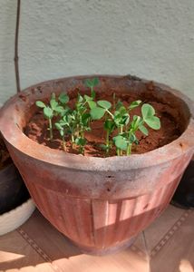 Green Peas Plant With Pot