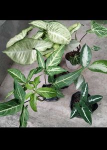 4 Snygonuims N 1 Aglonema Combo