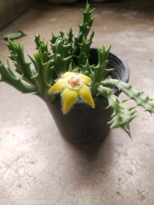 Rare 2 Color  Two Variety Cactus Plant