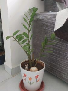 Zz Plant
