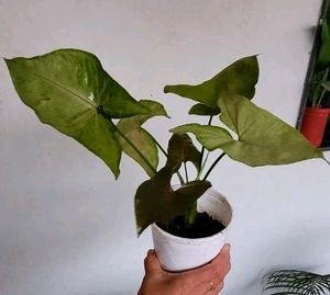 Evergreen Arrowhead Plant 🌵 &amp; Pot