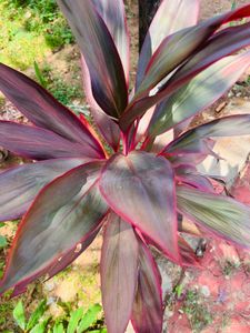 Dracena Plant