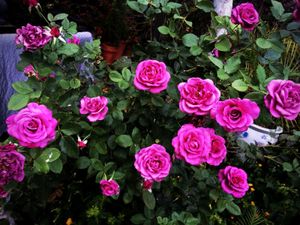 Rainbow  And Hazari Rose Plant Pack Of 2 ..