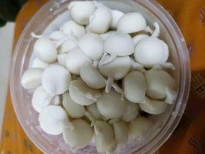 100 Ghee Diya Batti Cotton Wick Puja