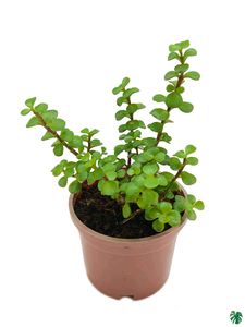 Plant Combo Offer