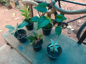 Indoor Plants