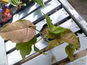 Assorted House Plants