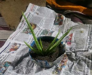 Aloe Vera Plants Original