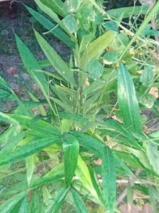 Elachi Plant (Cardamom)