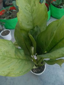 Anglonema Plant