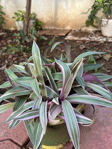 Plant Beautifull