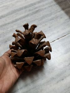 Combo Of Pine Tree For Decorations