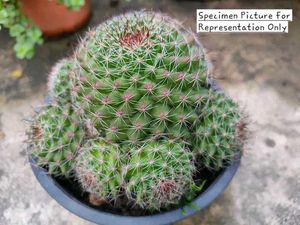 Fishhook Cactus (Yellow Bloom) FerocactusWislizeni