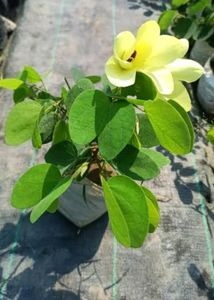 Kanchan Flower Plants With Roots Yellow