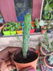 Pricklypear Opuntia Monacantha Cactus