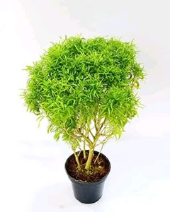 11 Plant Combo