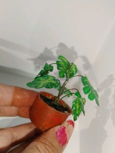 Artificial Miniature Plant