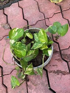 Pothos Verigated Money Plant