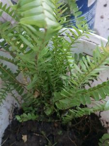 Fern Plant