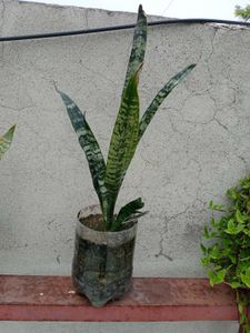 Snake Plant