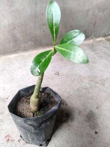 collection of various plants combo