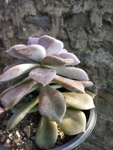 Graptoveria Purple Delight