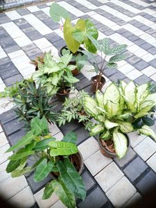 10 Live Root Plants