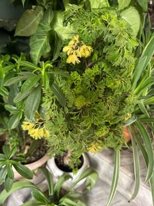 Different Plant Types