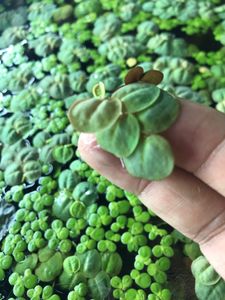 Phyllanthus fluitans-Red root Floaters Live