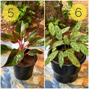 You Can Select 10 Live Root Plants