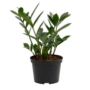 ZZ Plant