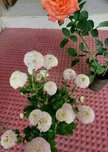 Set 2 Beautiful Sewanti  &amp; Gulab Plants