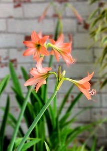 🌾 Pink Lily Bulbs (2 Nos.)