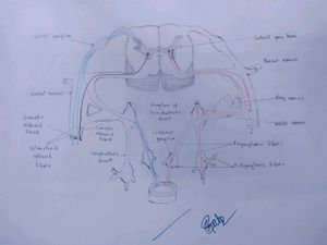 Anatomy Hand Drawn All Colourful Labelled Diagrams